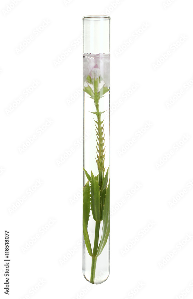 Flowers and plants in test tubes on wooden background. The concept of biological research Flowers and plants in test tubes on wooden background. The concept of biological research