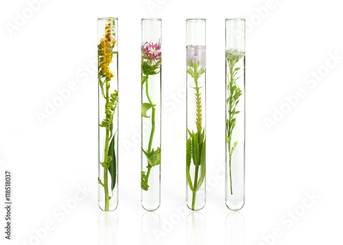 Flowers and plants in test tubes on wooden background. The concept of biological research photo