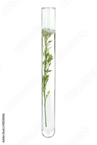 Flowers and plants in test tubes on wooden background. The concept of biological research