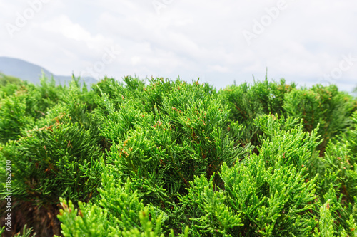 pine bush in outdoor garden