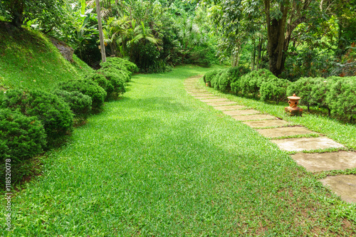 Pathway among greenery lawn with pine bush in outdoor garden