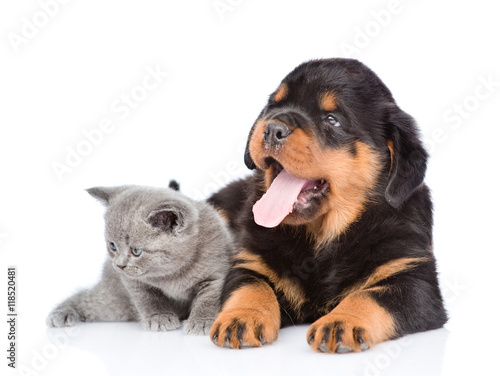 portrait of a scottish kitten and rottweiler puppy. Isolated on white