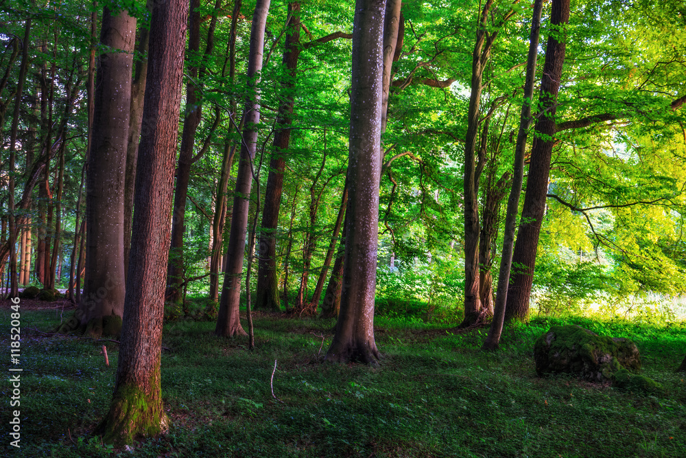 Lovely Summer Forest