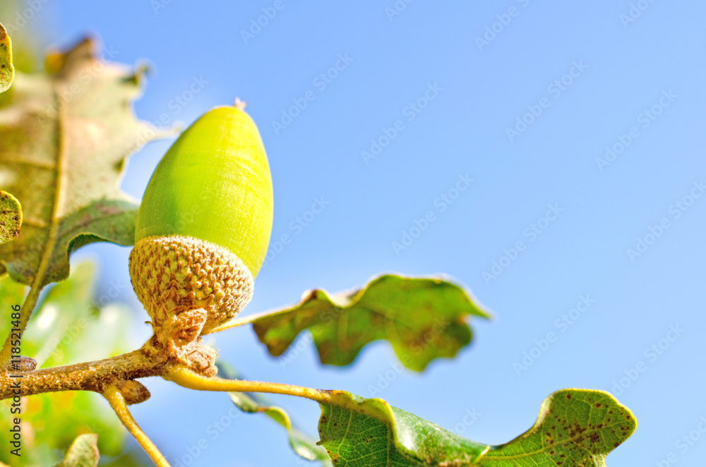 Obraz premium Close up of acorn in the wood