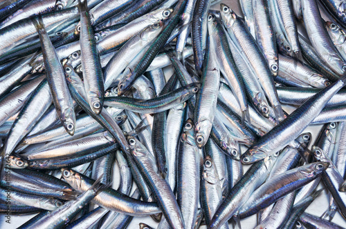 Fresh anchovies from Mediterranean sea photo