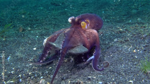 Coconut Octopus (Amphioctopus marginatus)