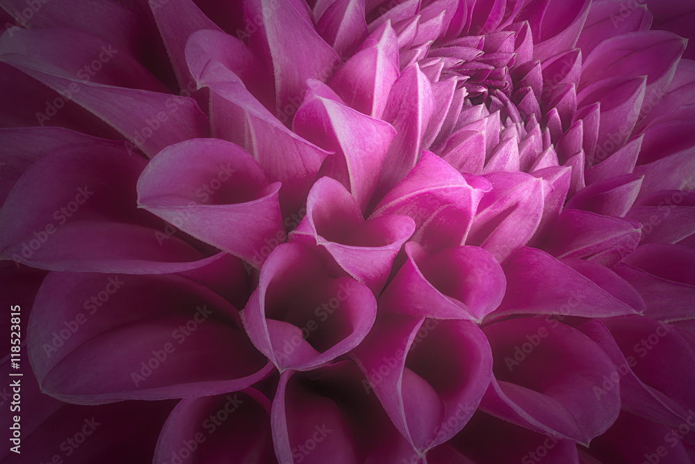 Purple flower petals, close up and macro of chrysanthemum, beautiful abstract background