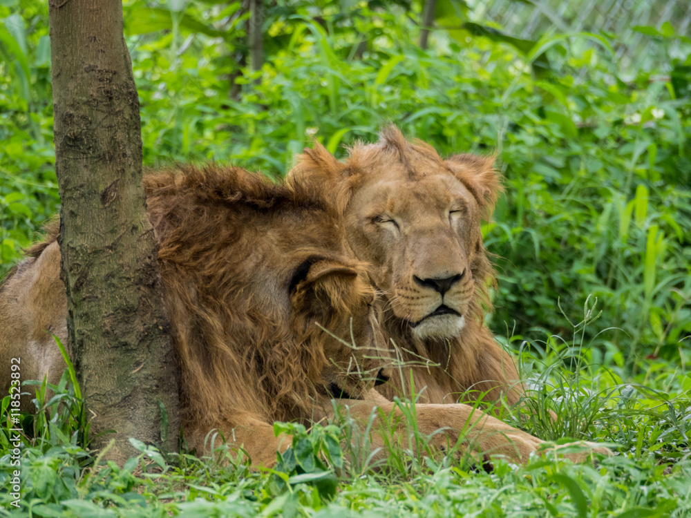 Male and Female Lions