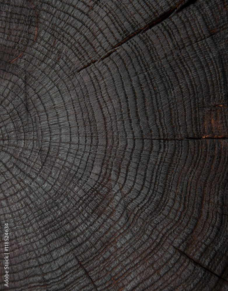 Naklejka premium felling trees with cracks