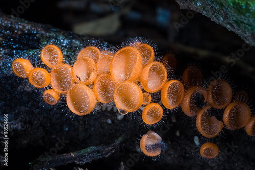 group of orange cup fungi in forest