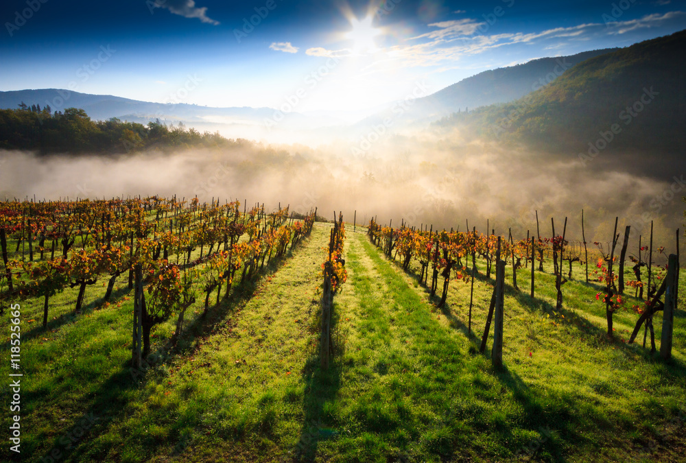 Tuscan vineyard landscape in autumn with fog