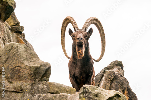Photos One great Siberian ibex