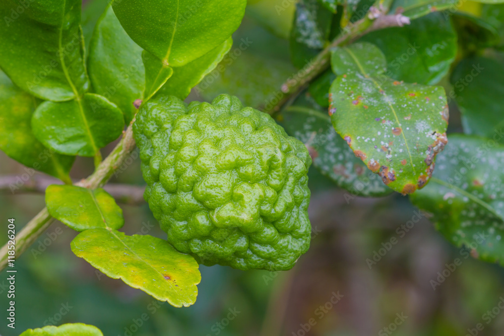 Leech lime or bergamot fruits on tree Leech lime or bergamot fruits on tree