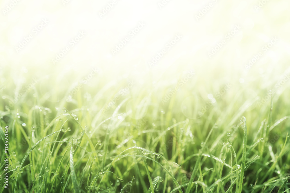 Natural abstract soft green eco sunny background with grass and copy space for text