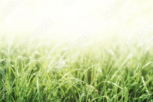 Fototapeta Naklejka Na Ścianę i Meble -  Natural abstract soft green eco sunny background with grass and copy space for text