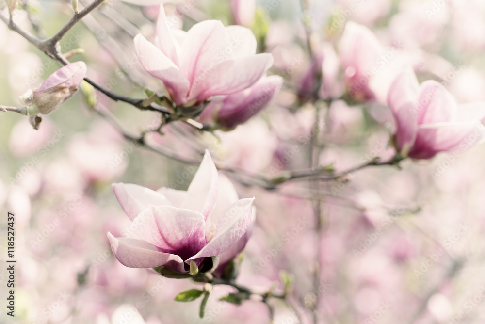 Fototapeta premium Blossoming of magnolia white flowers in spring time, retro vintage hipster image