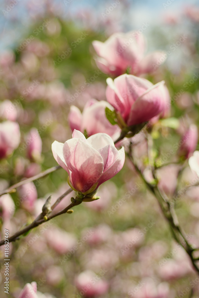 Fototapeta premium Blossoming of magnolia flowers in spring time, retro vintage hipster image