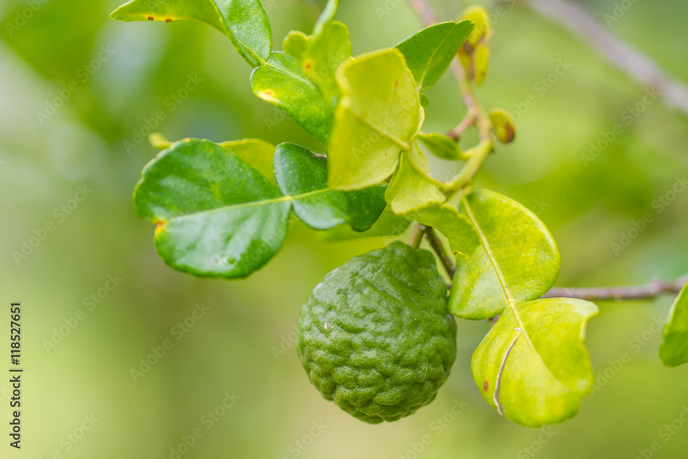 Leech lime or bergamot fruits on tree Leech lime or bergamot fruits on tree