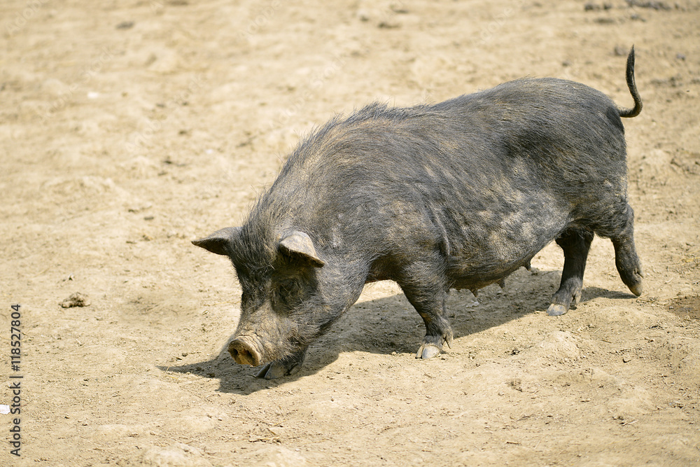 Fototapeta premium Czarna locha (Sus) chodząca po ziemi