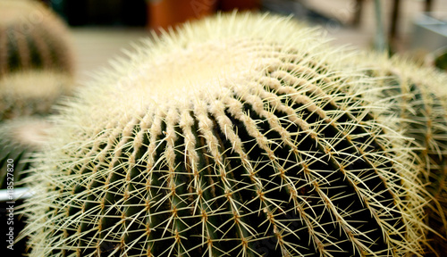 Big round cactus with yellow thorns photo