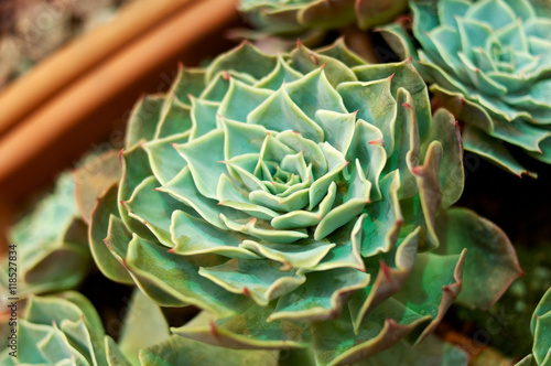 Small cactus like cabbage closeup photo