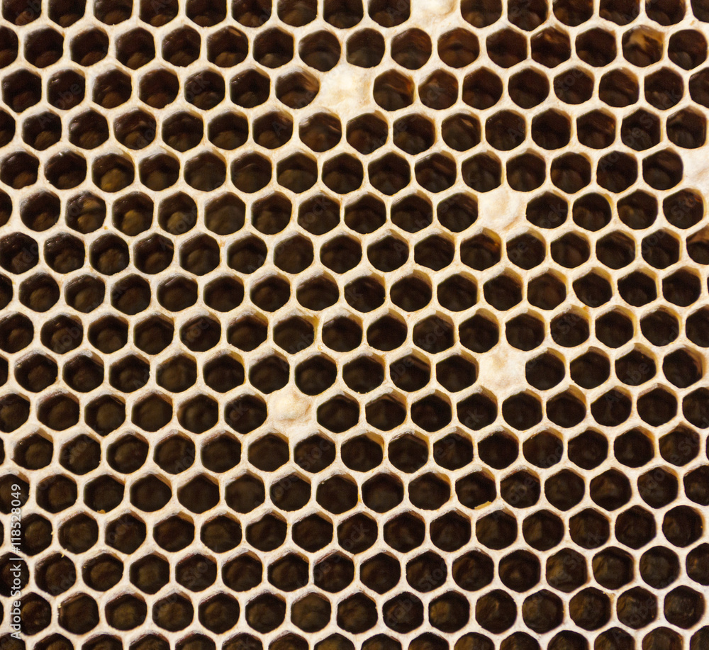 Honeycombs Filled With Honey Closeup Honeycombs Filled With Honey Closeup