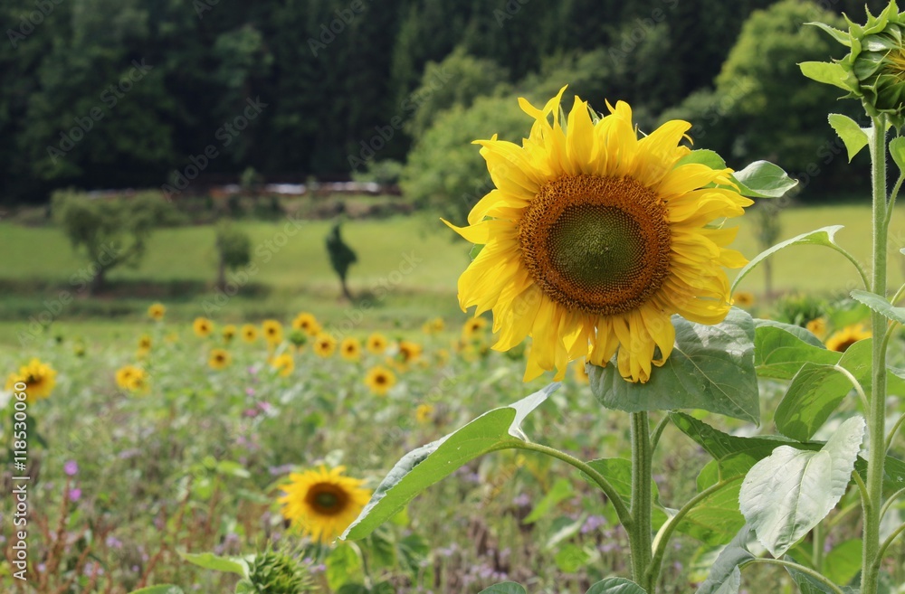 Fototapeta premium Sonnenblumen im Sommer 3
