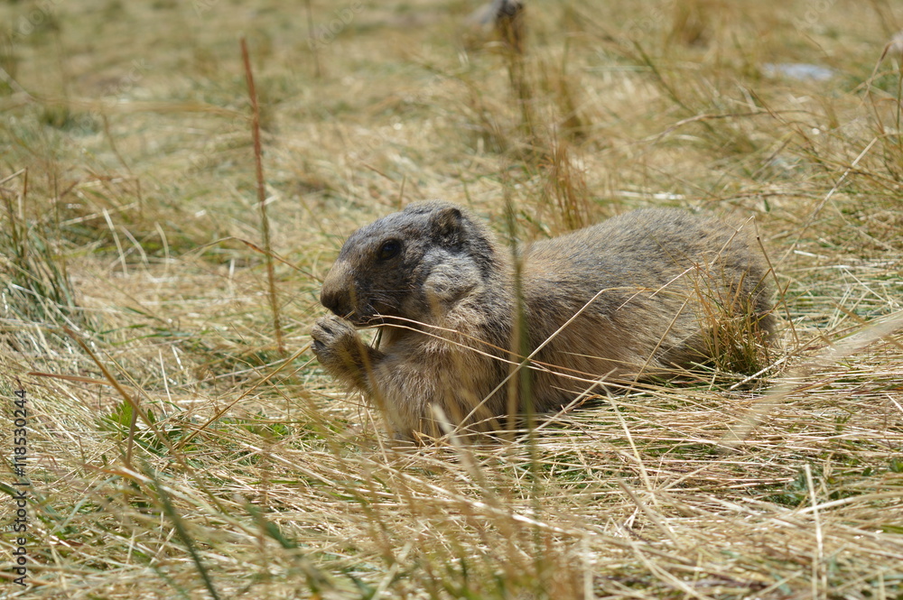 Marmotte