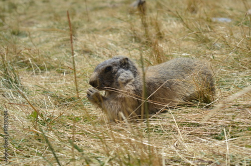 Obraz na płótnie Marmotte w salonie