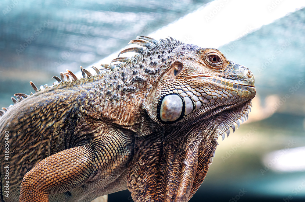 Fototapeta premium live exotic iguana