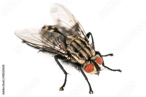 live house fly