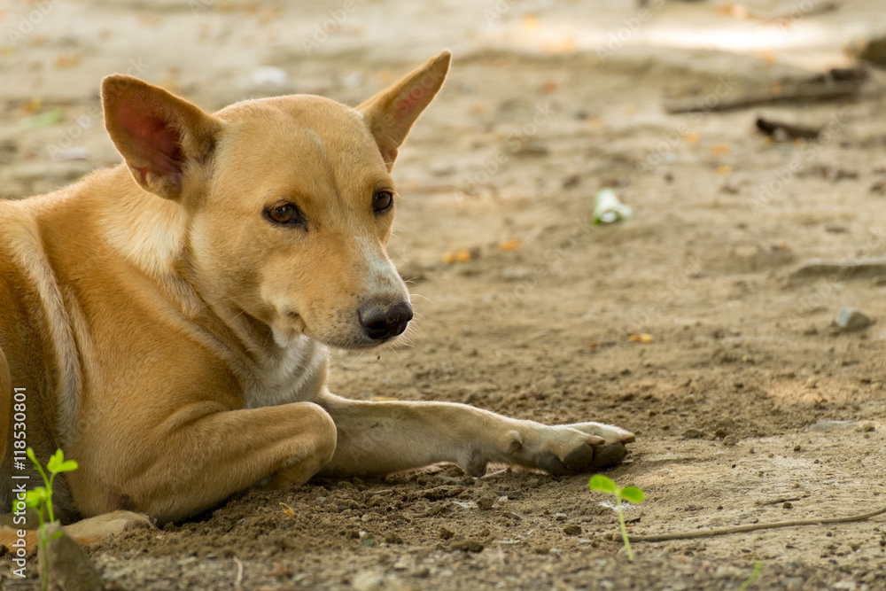 Thailand Dog Looking a Hope