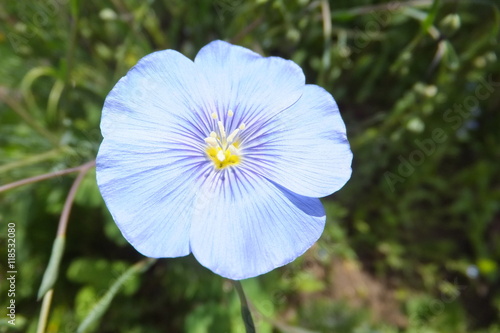 Lein-Linum usitatissimum photo