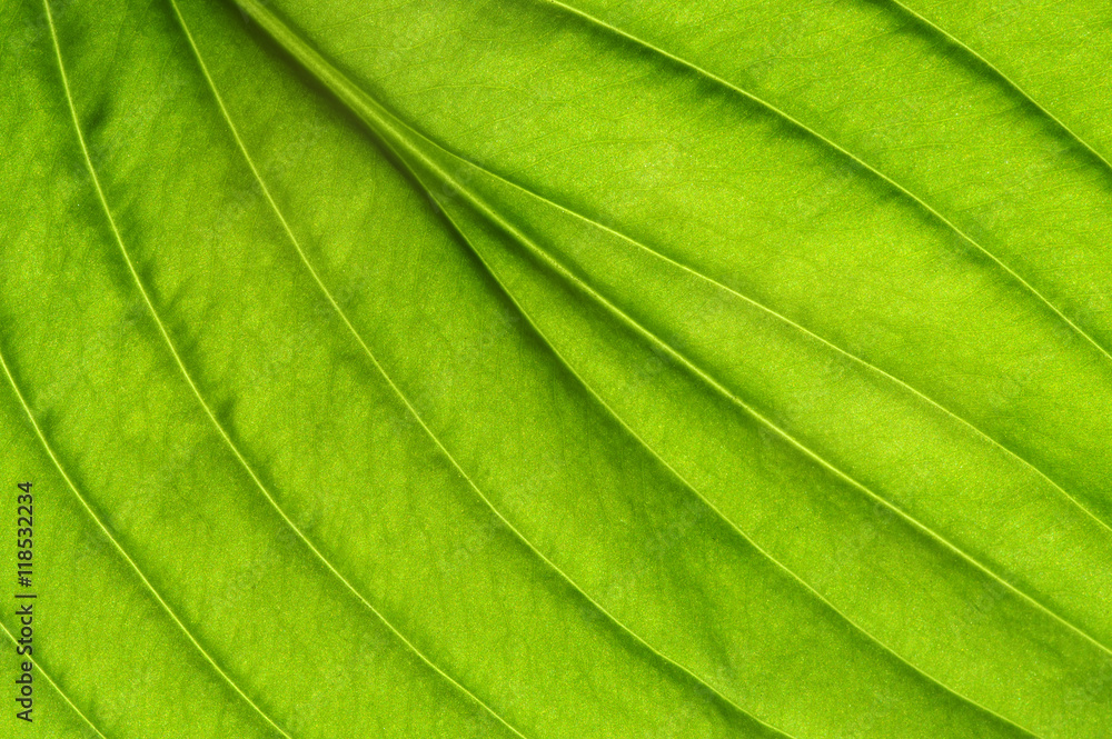 green leaf texture green leaf texture