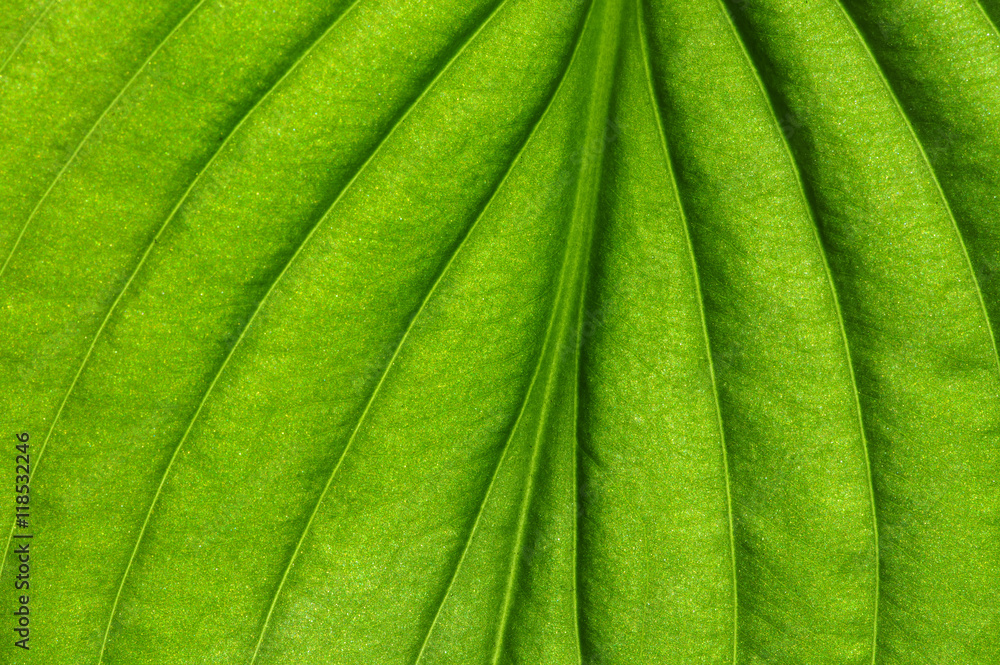 green leaf texture green leaf texture