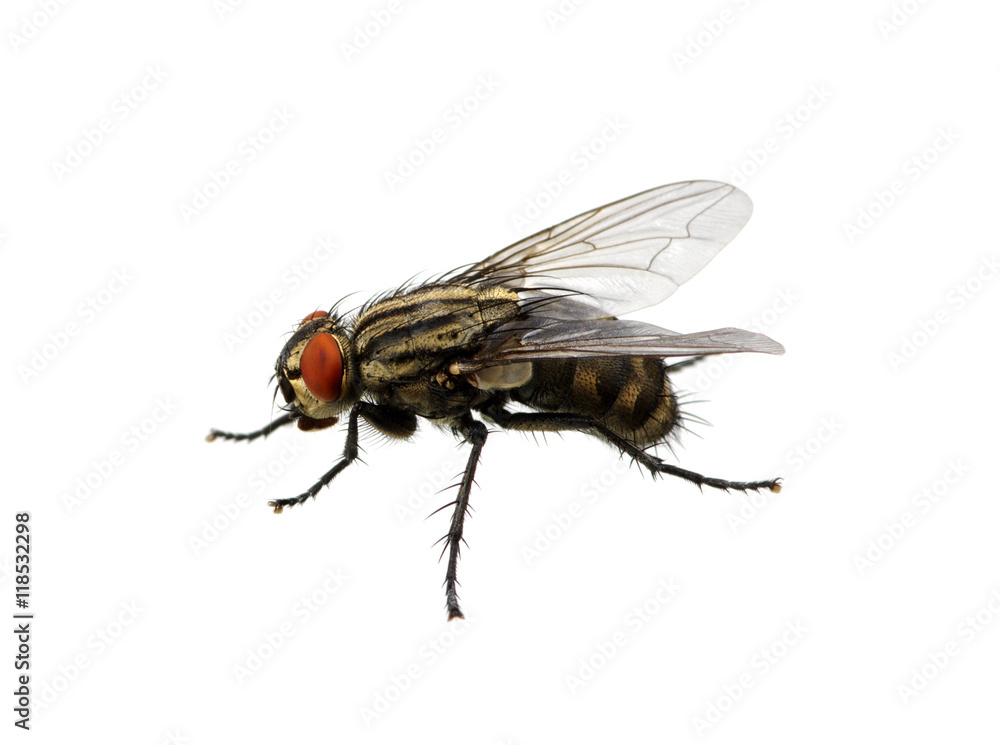 fly on a white fly on a white
