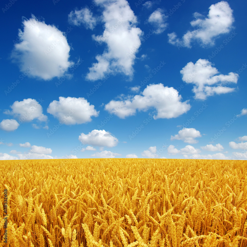 Naklejka premium wheat field and sky