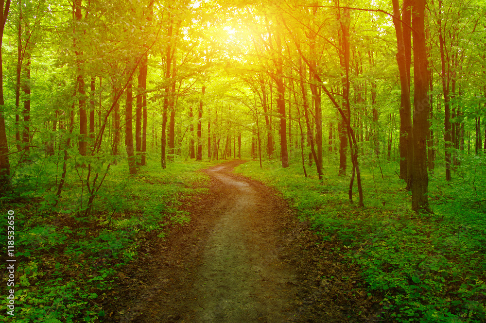 Forest and sun Forest and sun