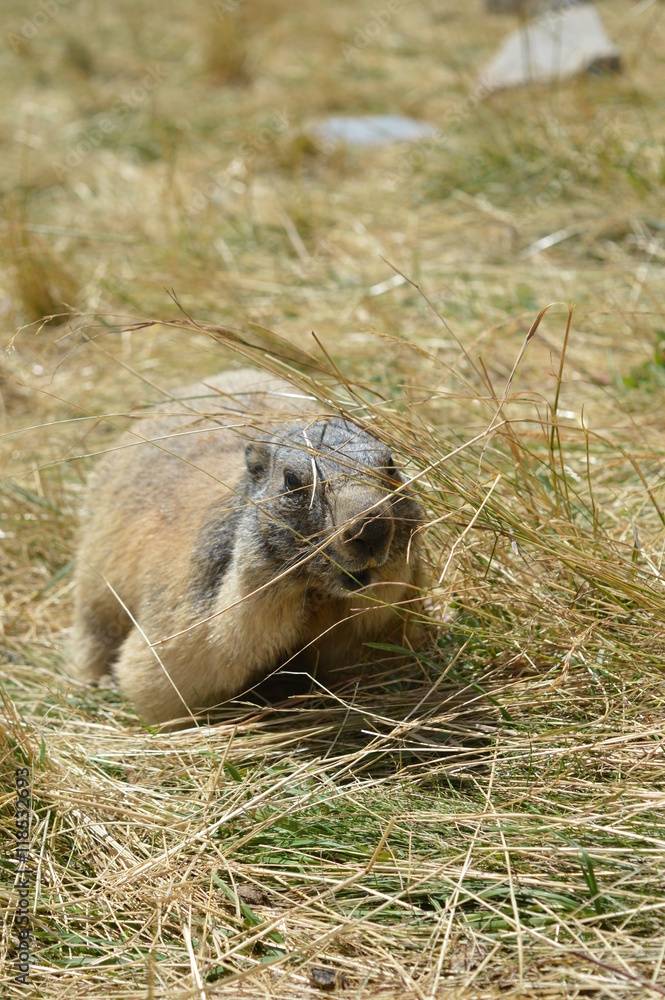 Marmotte