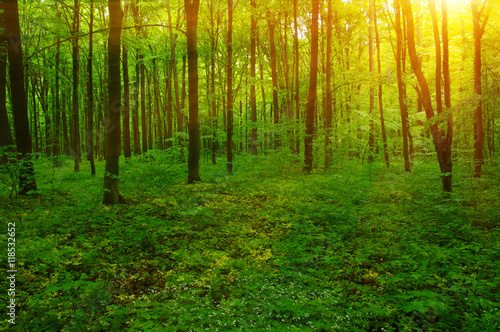 Forest and sun