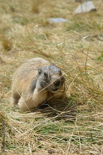 Obraz na płótnie Marmotte w salonie