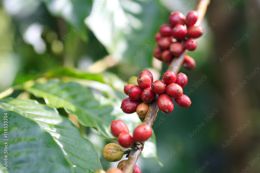 Coffee beans on tree Coffee beans on tree