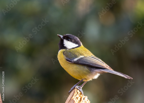 Carbonero comun, Parus Major