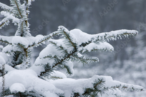 Pine tree covered with snow.
