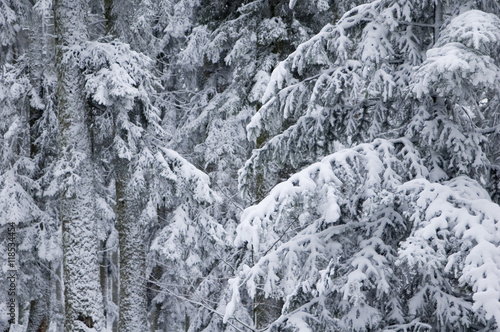 Fotografie Forest in wintertime.