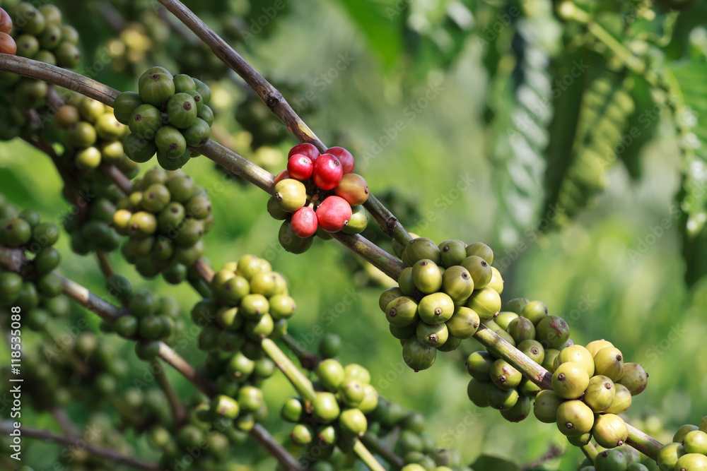 Coffee beans on tree