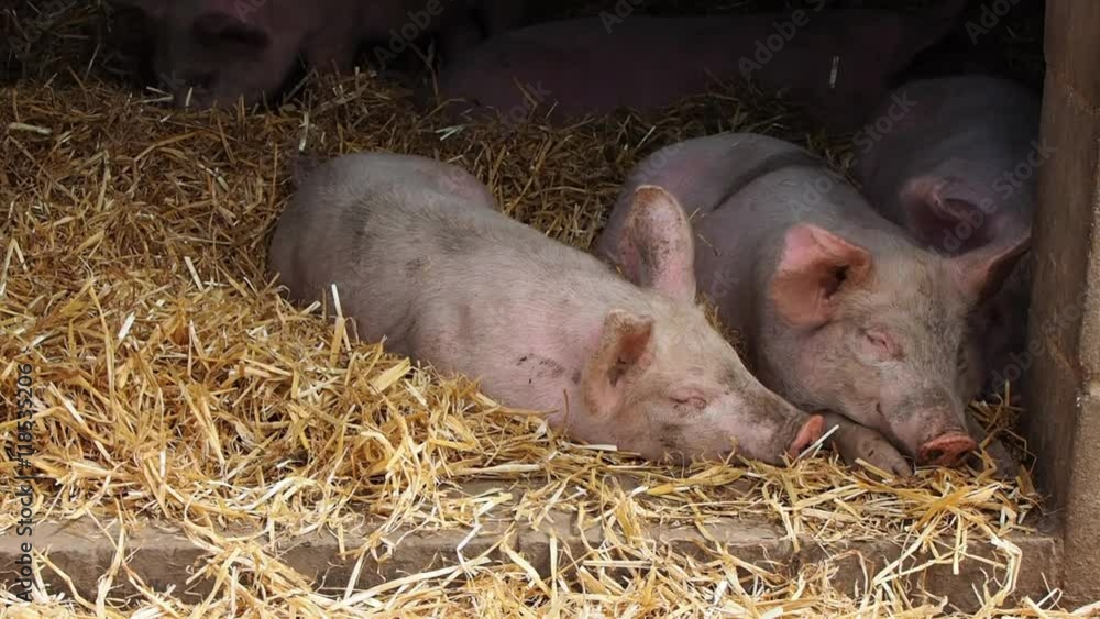 Two little pigs on a hay in pigsty on the farm in English countryside ...