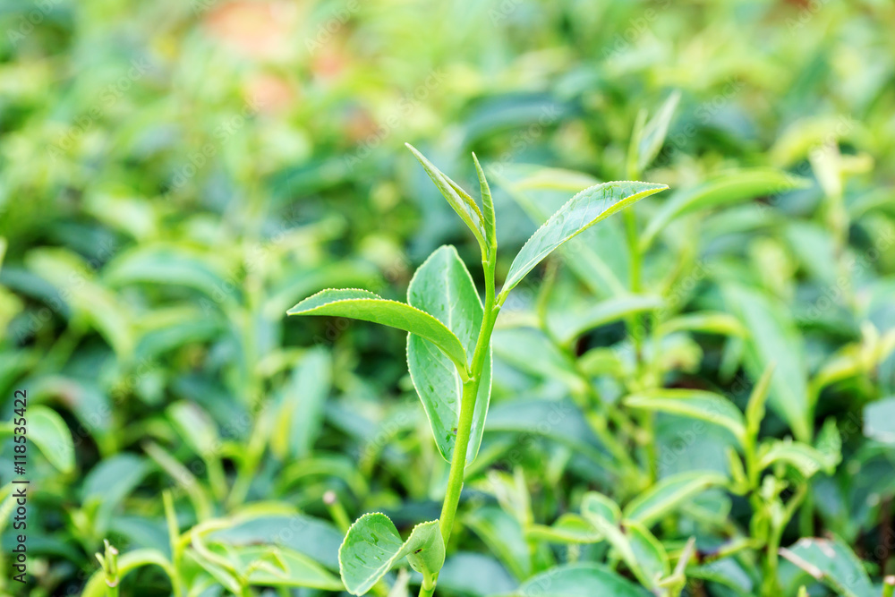Green tea bud and fresh leaves. Tea plantations. Green tea bud and fresh leaves. Tea plantations.