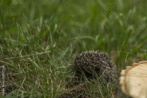 Hedgehog