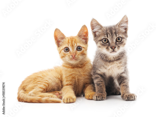 Fototapeta Naklejka Na Ścianę i Meble -  Two kittens.